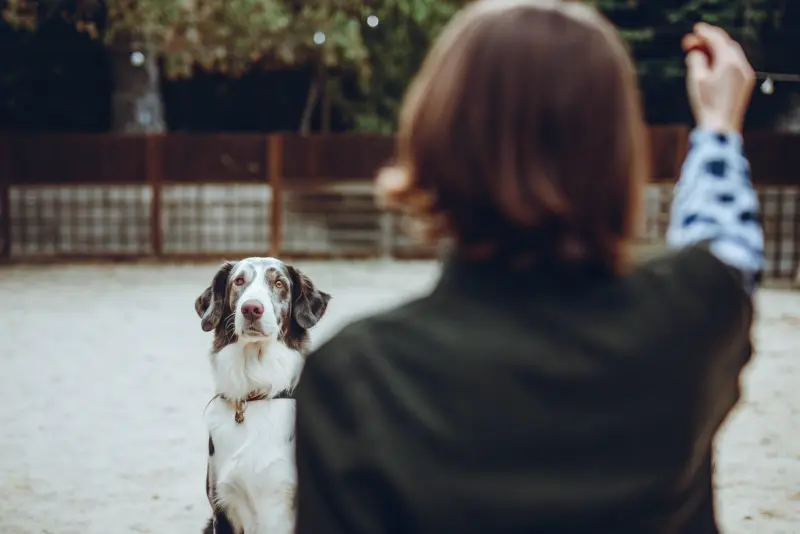 Дрессировка собак — ПОГУЛЯЙКА