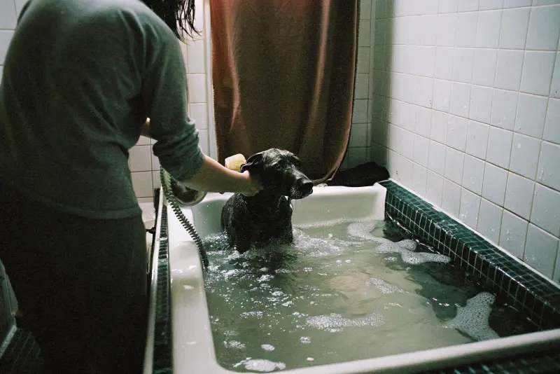 Зооняня — ПОГУЛЯЙКА